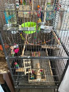 Love Birds and cage - Photo 4