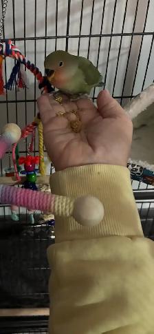 Love Birds and cage - Photo 5