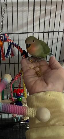 Love Birds and cage - Photo 6