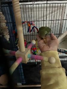Love Birds and cage - Photo 7