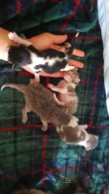 TABBY KITTENS 2 MALES 3 FEMALES
