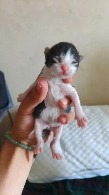 TABBY KITTENS 2 MALES 3 FEMALES - Photo 2
