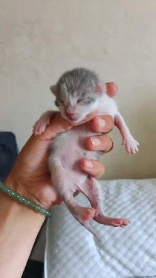 TABBY KITTENS 2 MALES 3 FEMALES - Photo 3