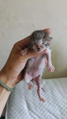 TABBY KITTENS 2 MALES 3 FEMALES - Photo 4