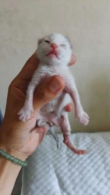 TABBY KITTENS 2 MALES 3 FEMALES - Photo 5