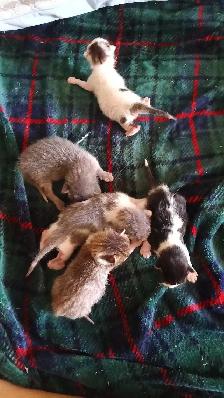 TABBY KITTENS 2 MALES 3 FEMALES - Photo 6