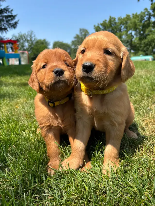 Golden Retriever pups