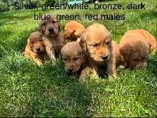 Golden Retriever pups - Photo 2