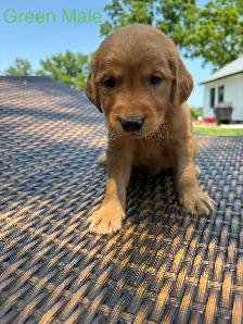 Golden Retriever pups - Photo 3