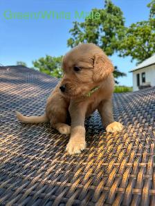 Golden Retriever pups - Photo 4