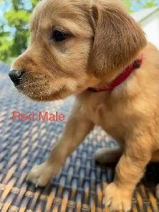 Golden Retriever pups - Photo 5