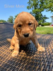 Golden Retriever pups - Photo 6