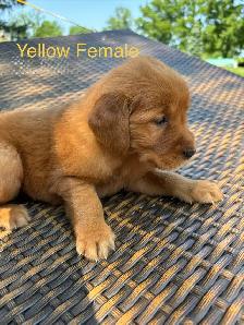 Golden Retriever pups - Photo 7