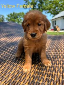 Golden Retriever pups - Photo 8