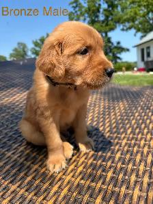 Golden Retriever pups - Photo 9