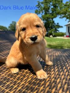 Golden Retriever pups - Photo 10