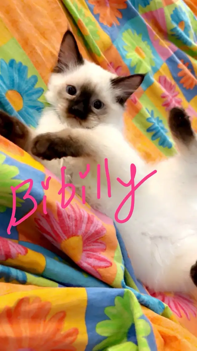 Enchanting Rag Doll Kittens!