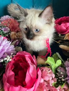 Enchanting Rag Doll Kittens! - Photo 2