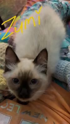 Enchanting Rag Doll Kittens! - Photo 4