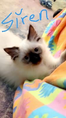 Enchanting Rag Doll Kittens! - Photo 7