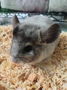 baby chinchillas