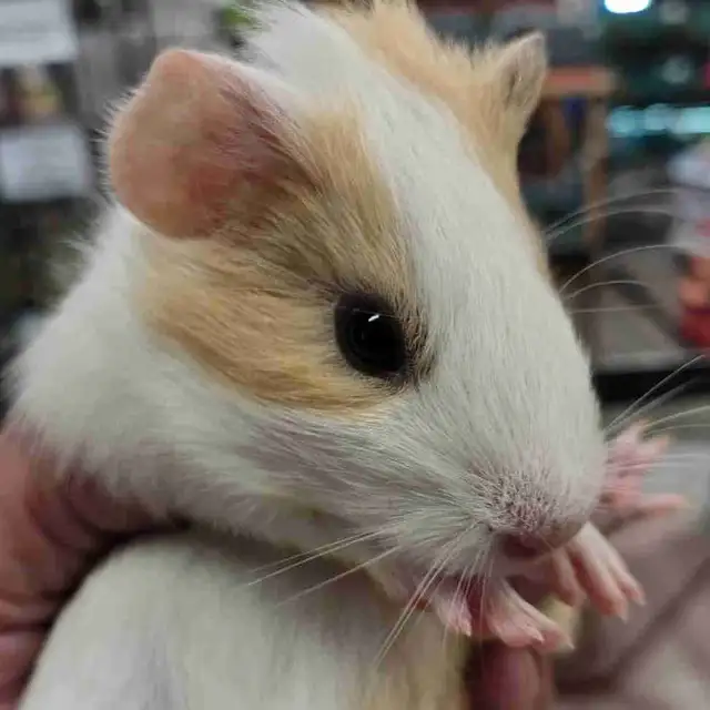 baby guinea pigs
