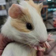 baby guinea pigs