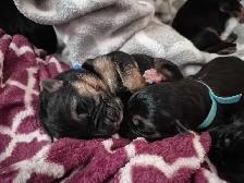 ! ONLY 2 MALES AVAILABLE  CKC GERMAN SHEPHERD PUPPIES !
