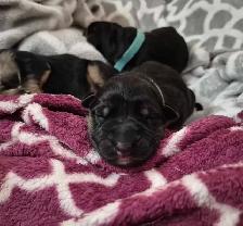 ! ONLY 2 MALES AVAILABLE  CKC GERMAN SHEPHERD PUPPIES ! - Photo 2