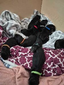 ! ONLY 2 MALES AVAILABLE  CKC GERMAN SHEPHERD PUPPIES ! - Photo 3