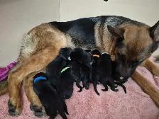 ! ONLY 2 MALES AVAILABLE  CKC GERMAN SHEPHERD PUPPIES ! - Photo 4