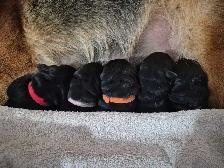 ! ONLY 2 MALES AVAILABLE  CKC GERMAN SHEPHERD PUPPIES ! - Photo 5