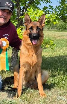 ! ONLY 2 MALES AVAILABLE  CKC GERMAN SHEPHERD PUPPIES ! - Photo 8