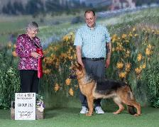 ! ONLY 2 MALES AVAILABLE  CKC GERMAN SHEPHERD PUPPIES ! - Photo 9
