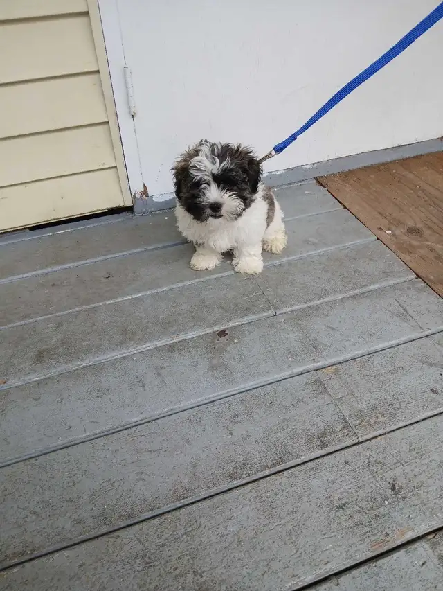 a vendre petit chiot