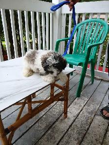 a vendre petit chiot - Photo 2