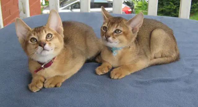 Magnifiques Chatons ABYSSIN