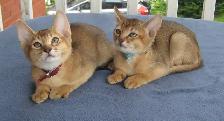Magnifiques Chatons ABYSSIN