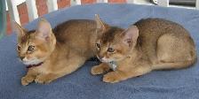 Magnifiques Chatons ABYSSIN - Photo 2