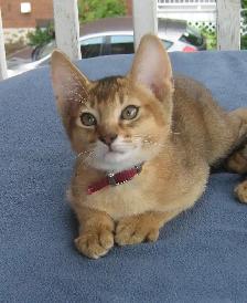 Magnifiques Chatons ABYSSIN - Photo 3