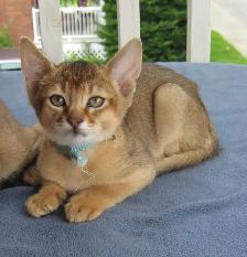 Magnifiques Chatons ABYSSIN - Photo 4