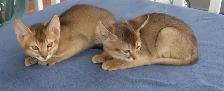 Magnifiques Chatons ABYSSIN - Photo 5
