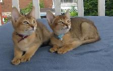 Magnifiques Chatons ABYSSIN - Photo 6