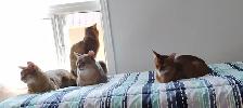Magnifiques Chatons ABYSSIN - Photo 7
