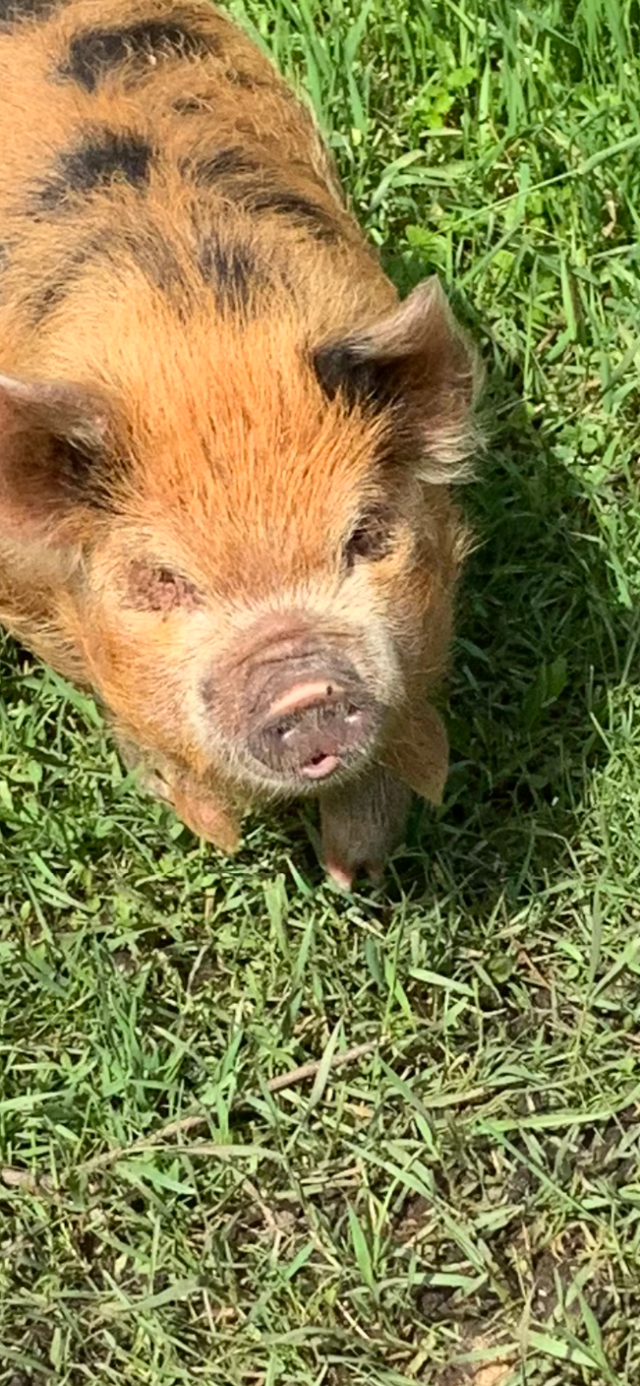 Male Kune Kune