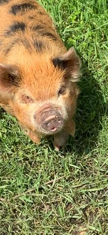 Male Kune Kune