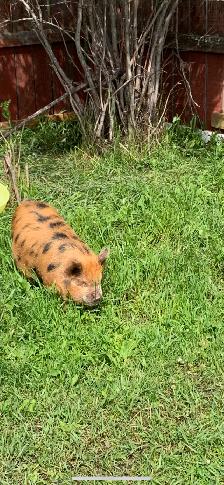 Male Kune Kune - Photo 2