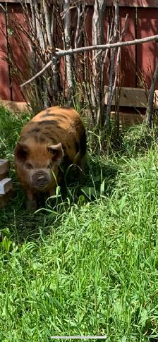 Male Kune Kune - Photo 3