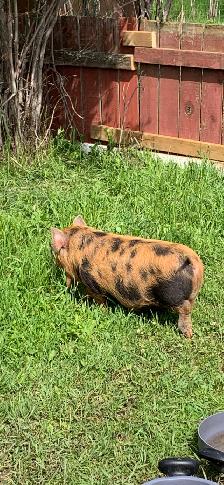 Male Kune Kune - Photo 4