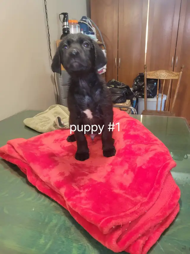Puppies ready to go to loving homes